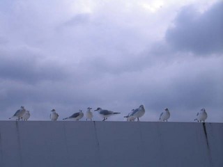 07年12月05日0008.jpg