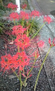 120928_1552~02咲いた彼岸花.jpg