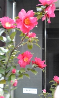 130205_1408~01山茶花.jpg