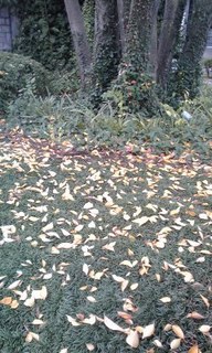 151110_0732-01.jpg