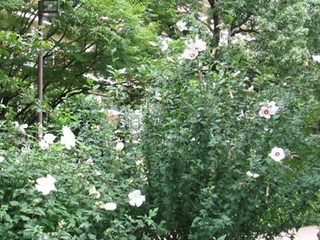 s-07年08月02日0002.jpg