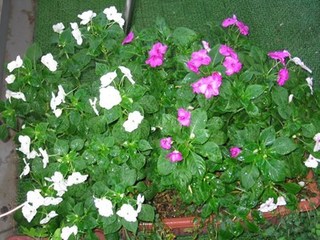 s-07年10月10日0001.jpg