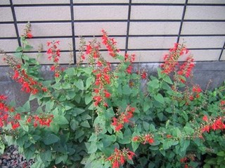 s-07年11月09日0004.jpg