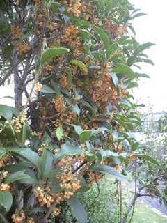 s-CA390032.jpg