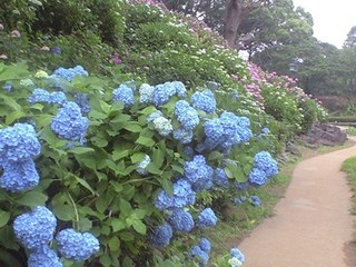 s-CA390235小田原城花菖蒲.jpg