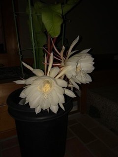 s-IMG_0101.jpg
