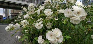 s-KIMG0301.jpg
