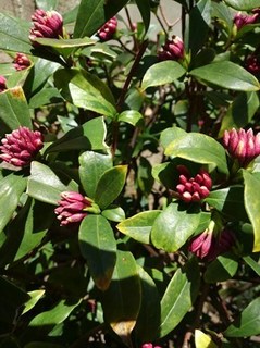 s-KIMG0483.jpg