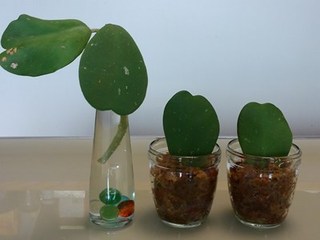 s-KIMG0792.jpg