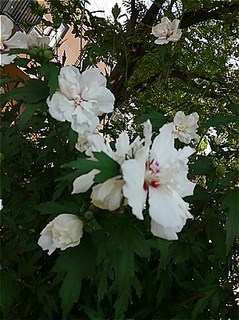 s-KIMG0830.jpg