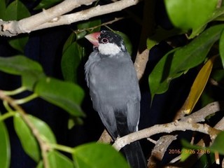 s-P1000005.jpg