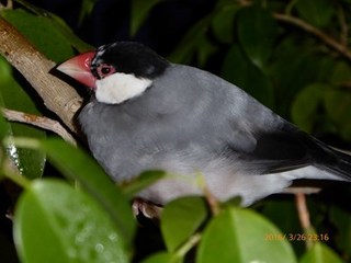 s-P1000007.jpg