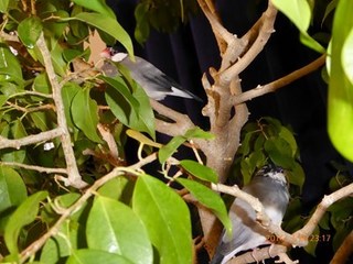 s-P1000009.jpg