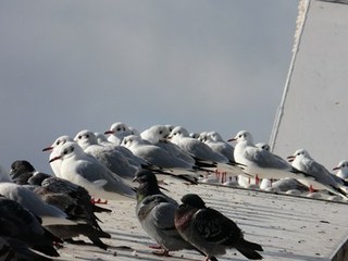 s-P1000083.jpg