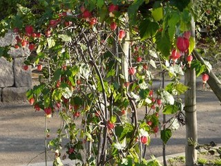s-P1000126.jpg