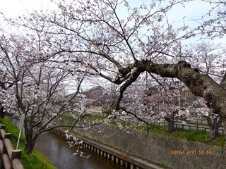 s-P1000129.jpg