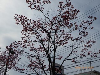 s-P1000137.jpg