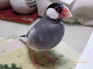s-P1000149.jpg