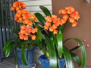 s-P1000163.jpg