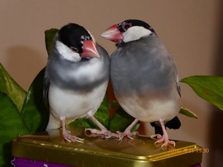 s-P1000178.jpg