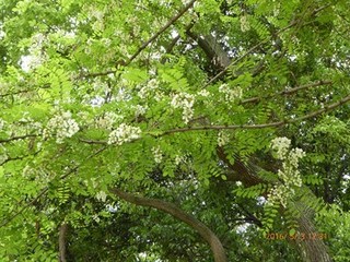 s-P1000191.jpg