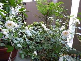 s-P1000203.jpg