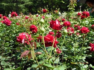 s-P1000219.jpg