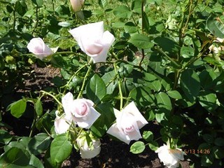 s-P1000221.jpg