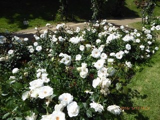 s-P1000223.jpg