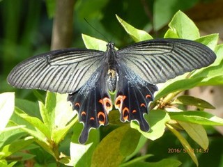 s-P1000227.jpg