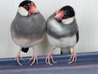 s-P1000236.jpg