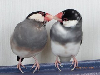 s-P1000237.jpg