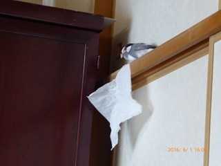 s-P1000270.jpg