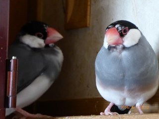 s-P1000273.jpg