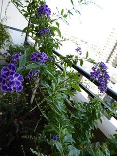 s-P1000305.jpg