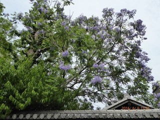 s-P1000313.jpg