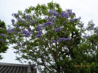s-P1000314.jpg
