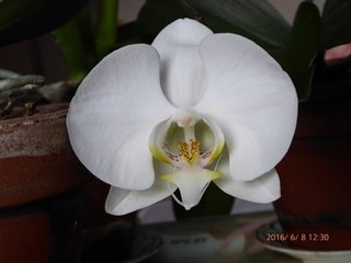 s-P1000324.jpg