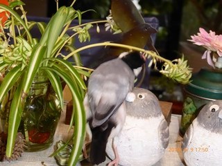 s-P1000329.jpg
