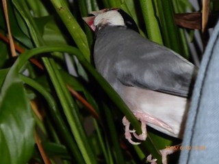 s-P1000346.jpg