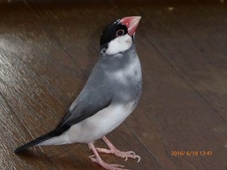 s-P1000356.jpg