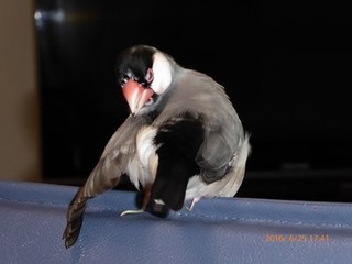 s-P1000400.jpg