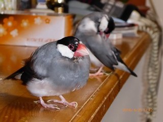 s-P1000407.jpg