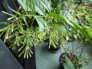 s-P1000428.jpg