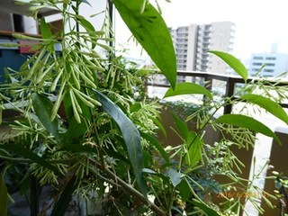 s-P1000429.jpg