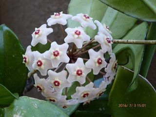 s-P1000441.jpg