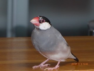 s-P1000442.jpg