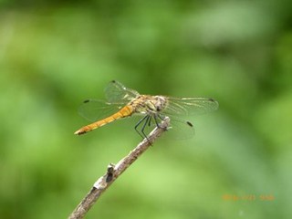 s-P1000469.jpg