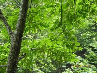 s-P1000474.jpg