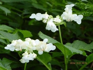 s-P1000479.jpg